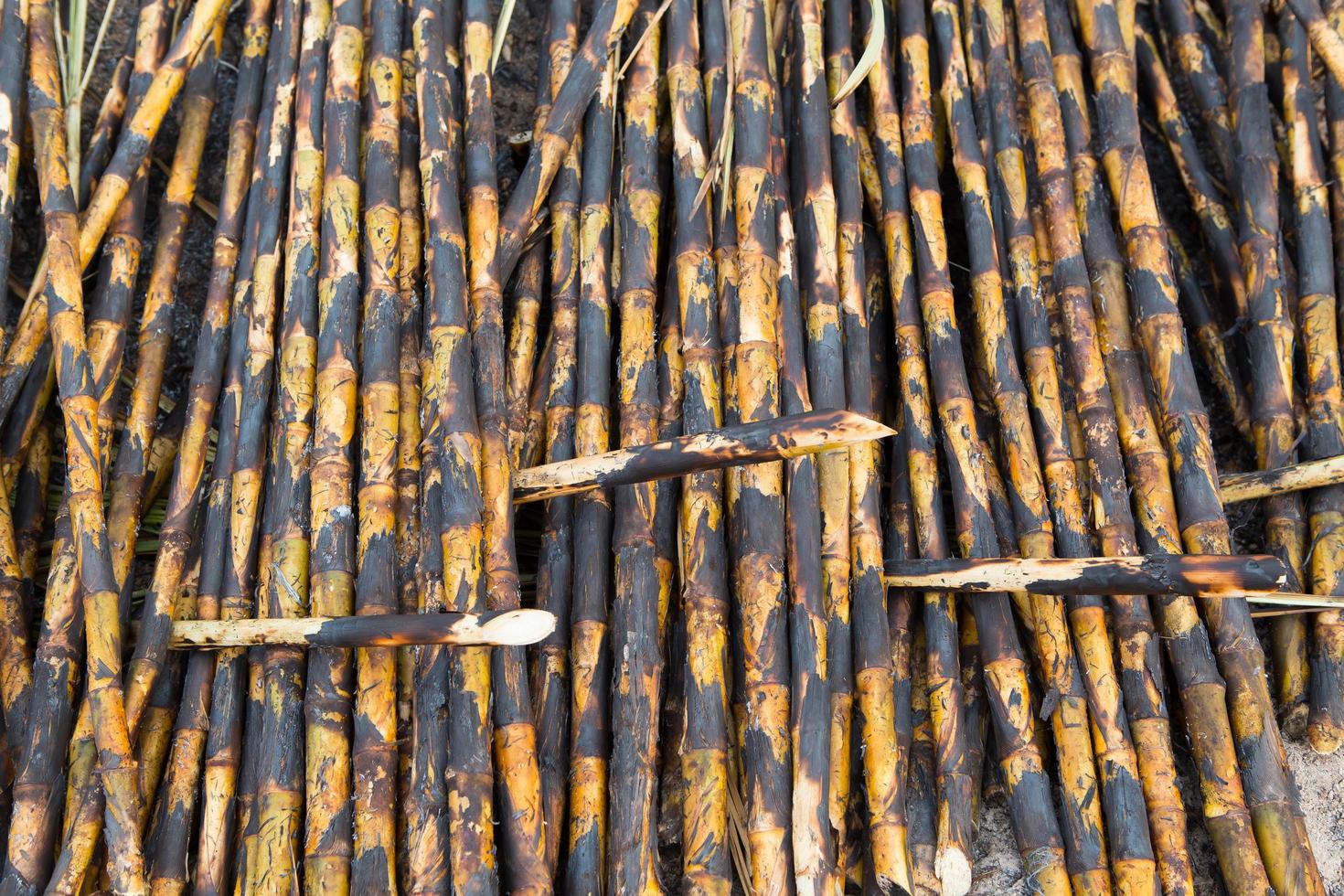 Sugarcane field fired photo
