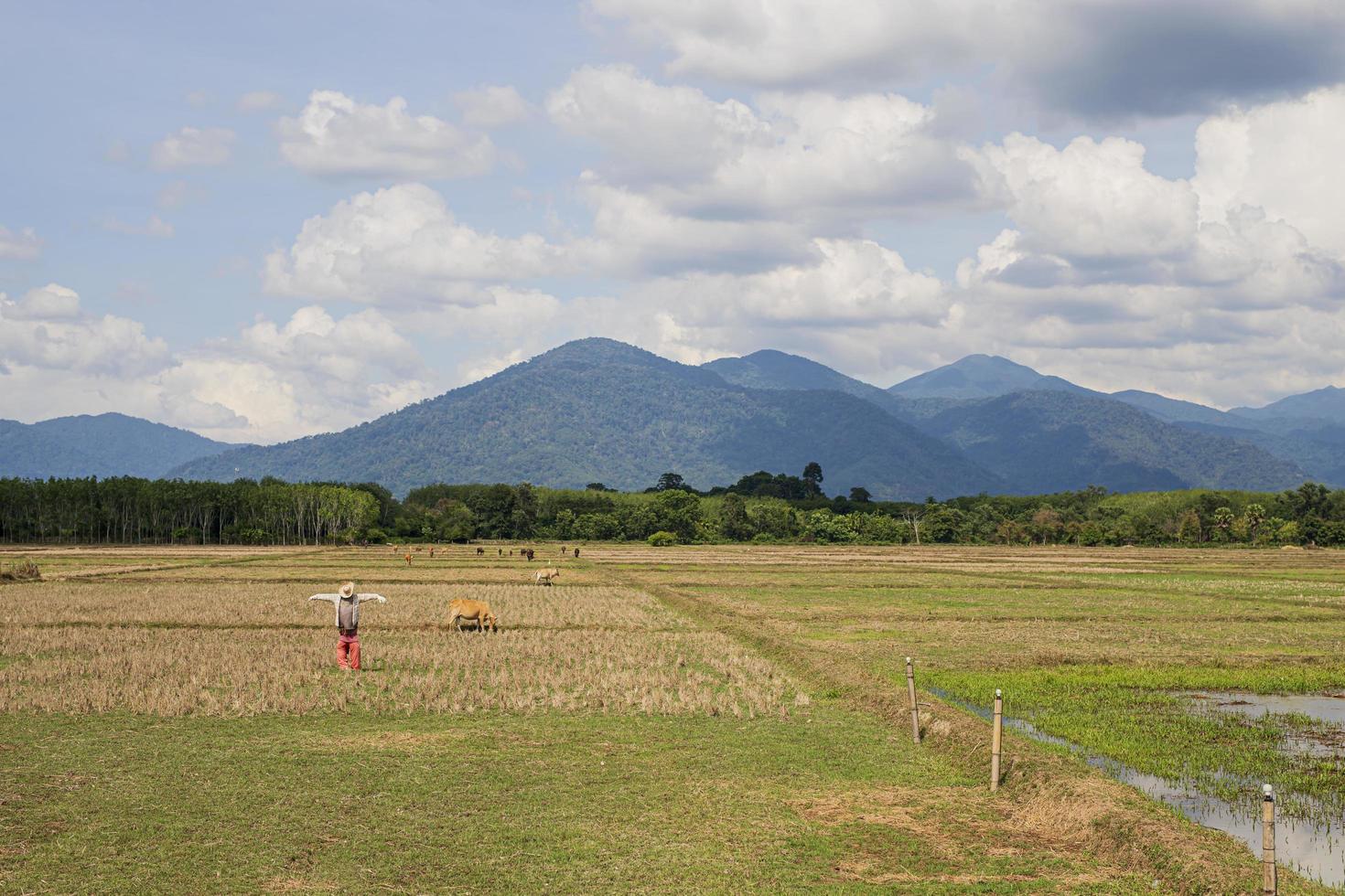 campos, montañas, estación seca foto