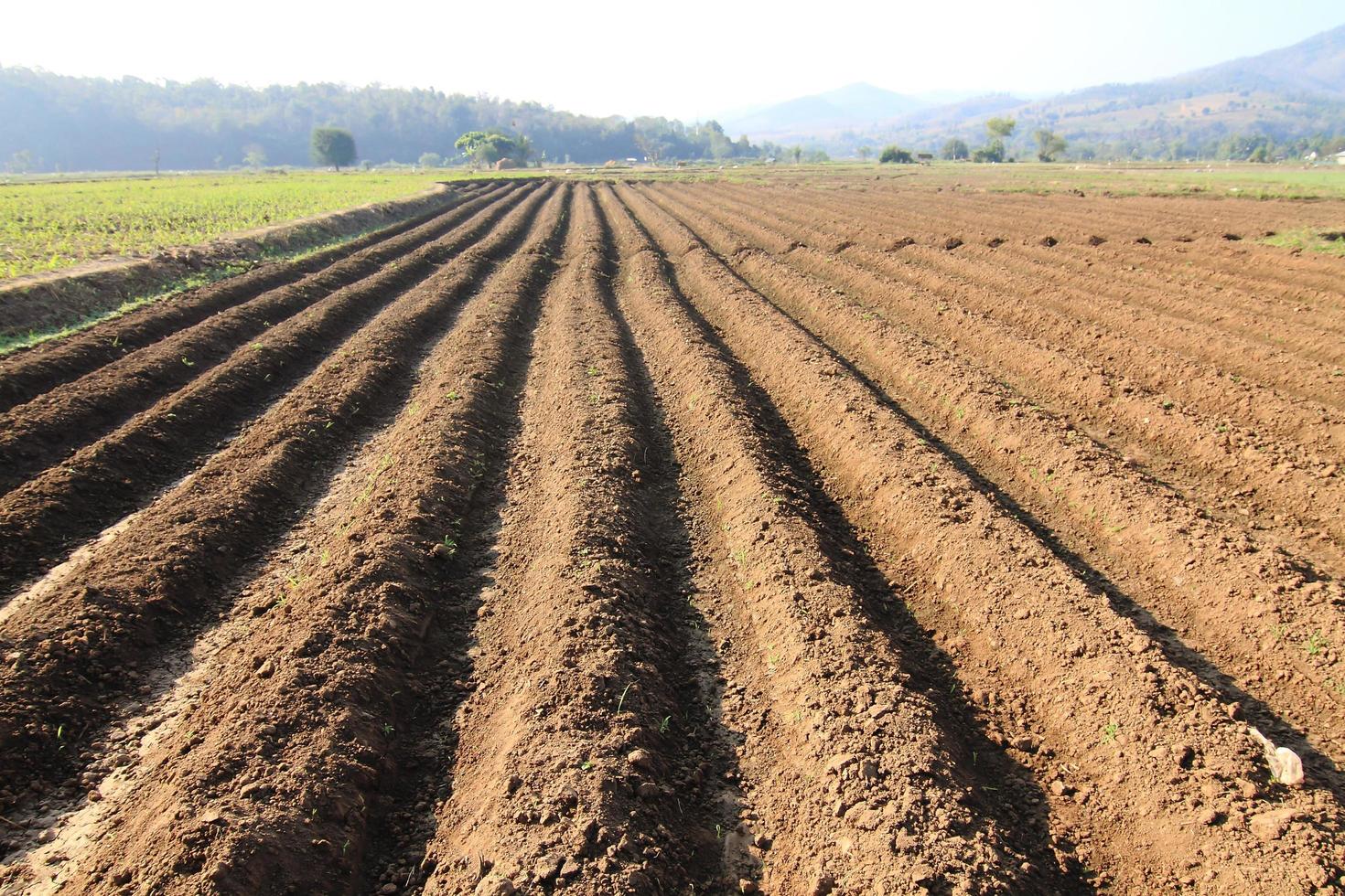 el campo agrícola arado en el que crecen las patatas foto