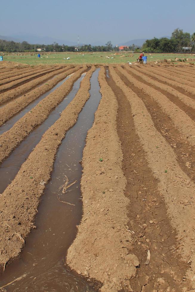 the plowed agricultural field on which grow up potatoes photo