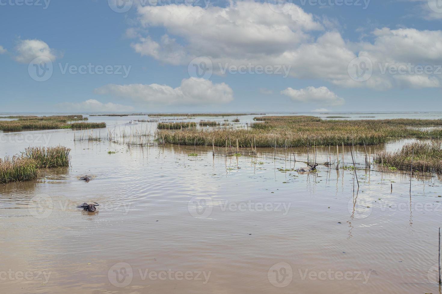 Thale Noi, Phatthalung, Thailand photo