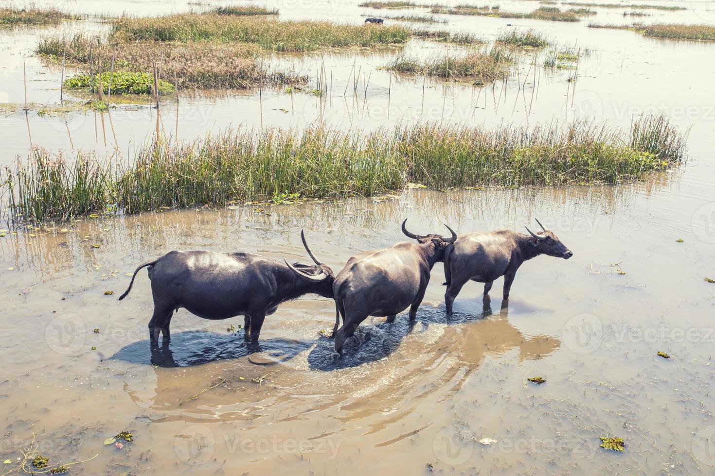 Thale Noi, Phatthalung, Thailand photo