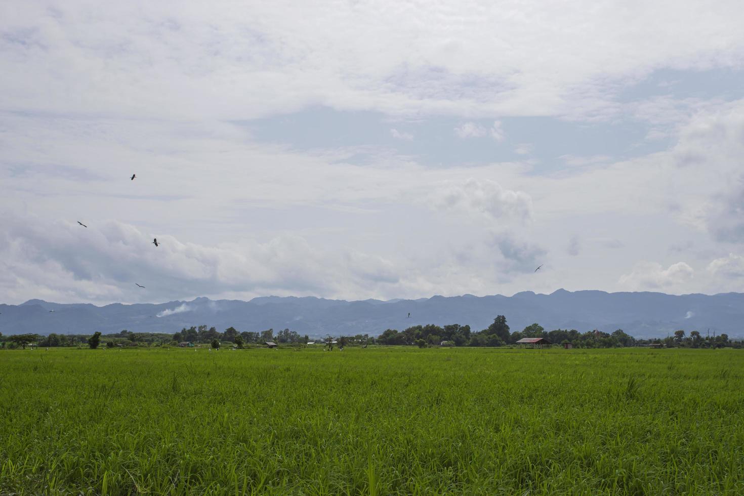 Green fields with ridges photo