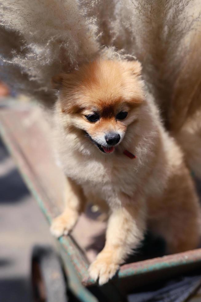 cachorro de perro pomerania foto