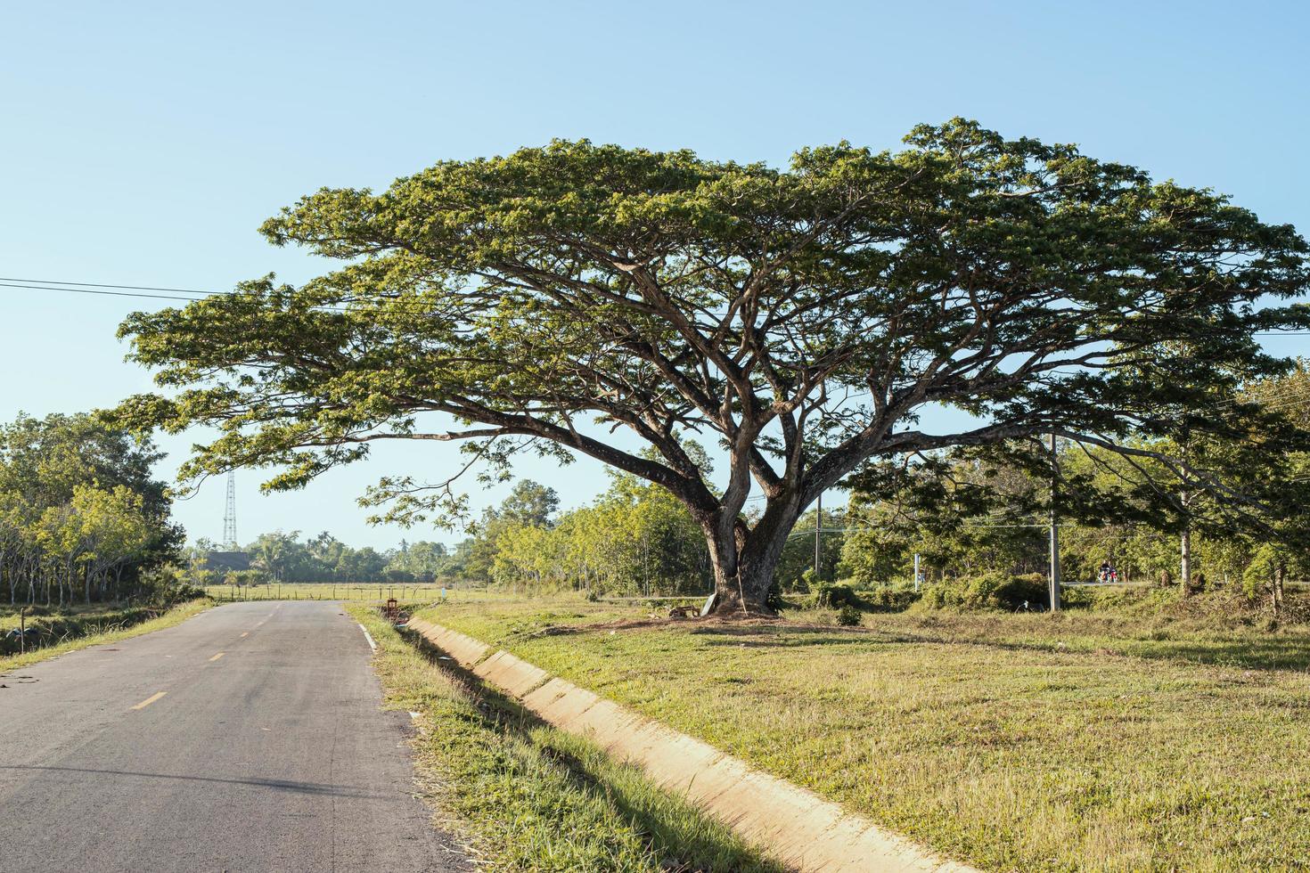 Big trees and the road outside the city photo