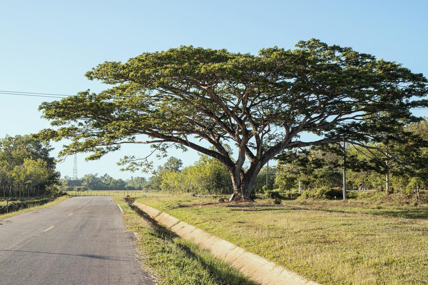 árboles grandes y el camino fuera de la ciudad foto