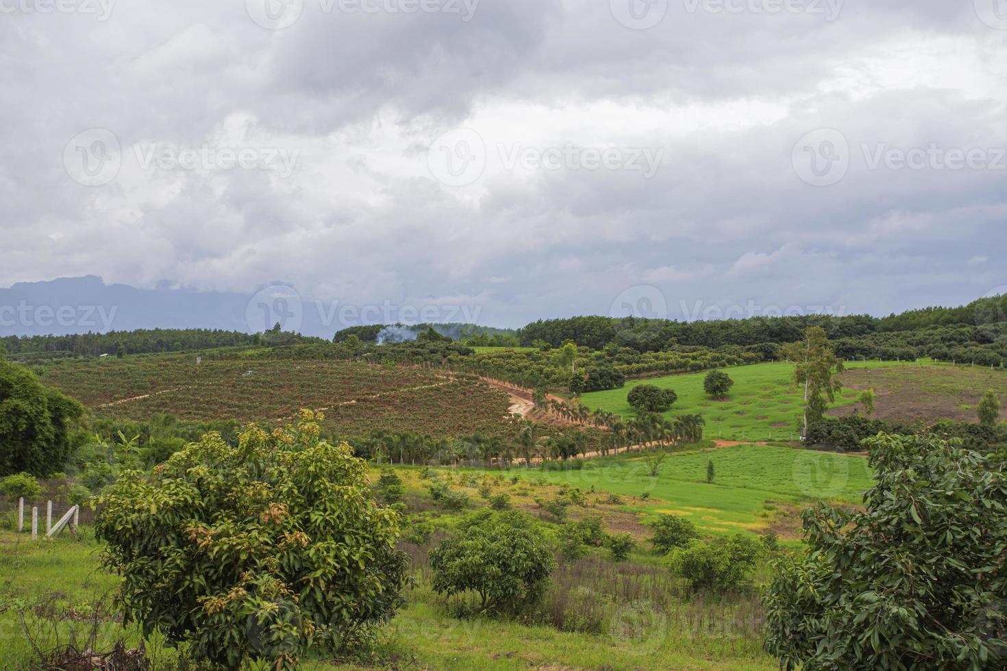 Longan Garden, Chiang Mai photo