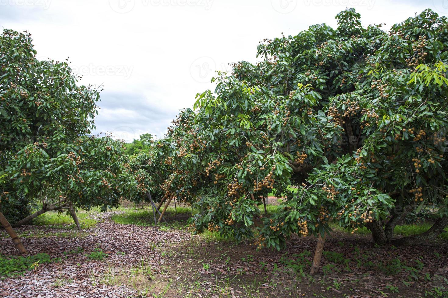 Longan Garden, Chiang Mai photo