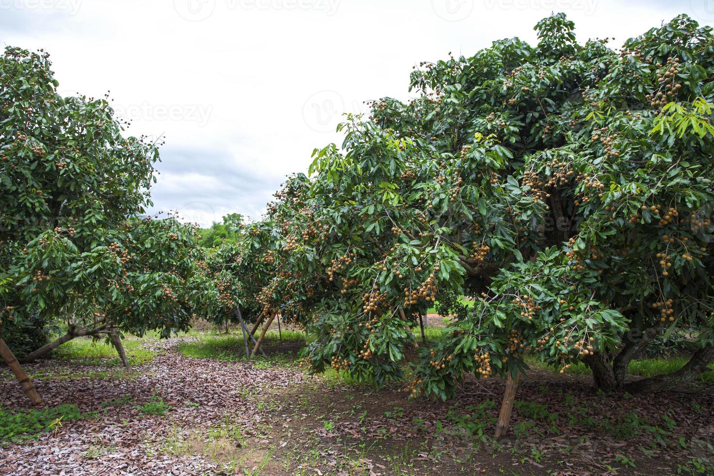 jardín longan, chiang mai foto