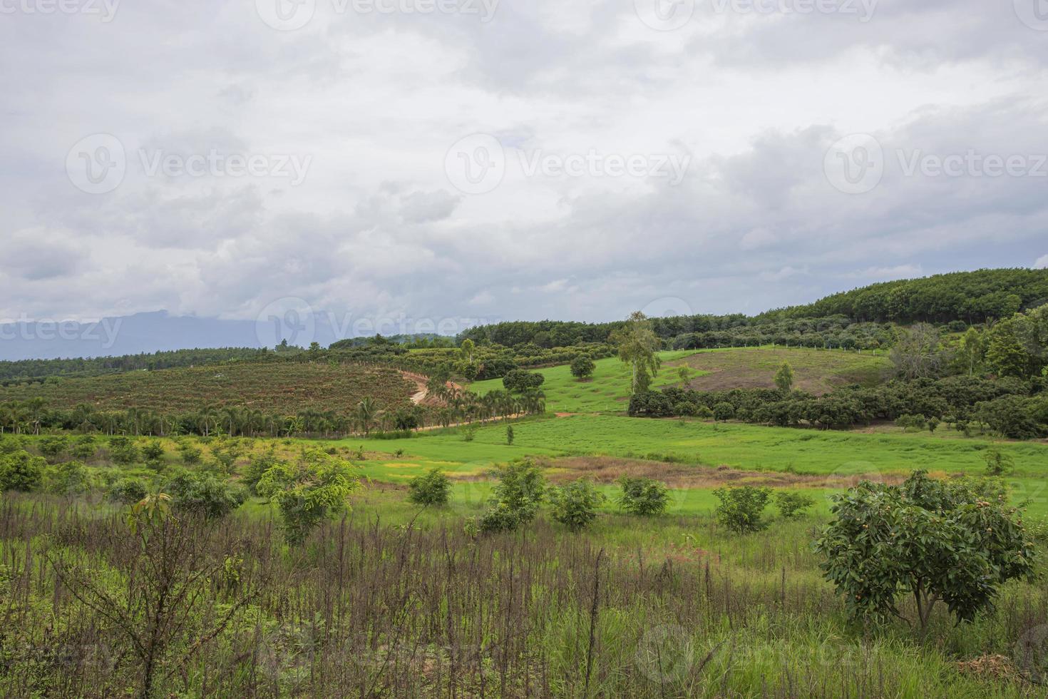 Longan Garden, Chiang Mai photo