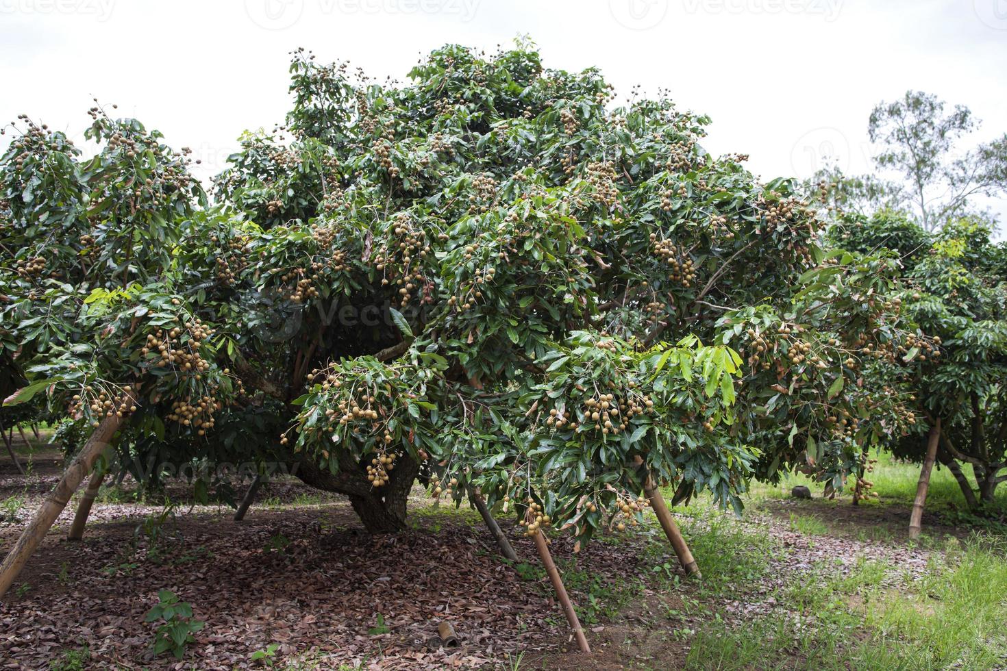 Longan Garden, Chiang Mai photo