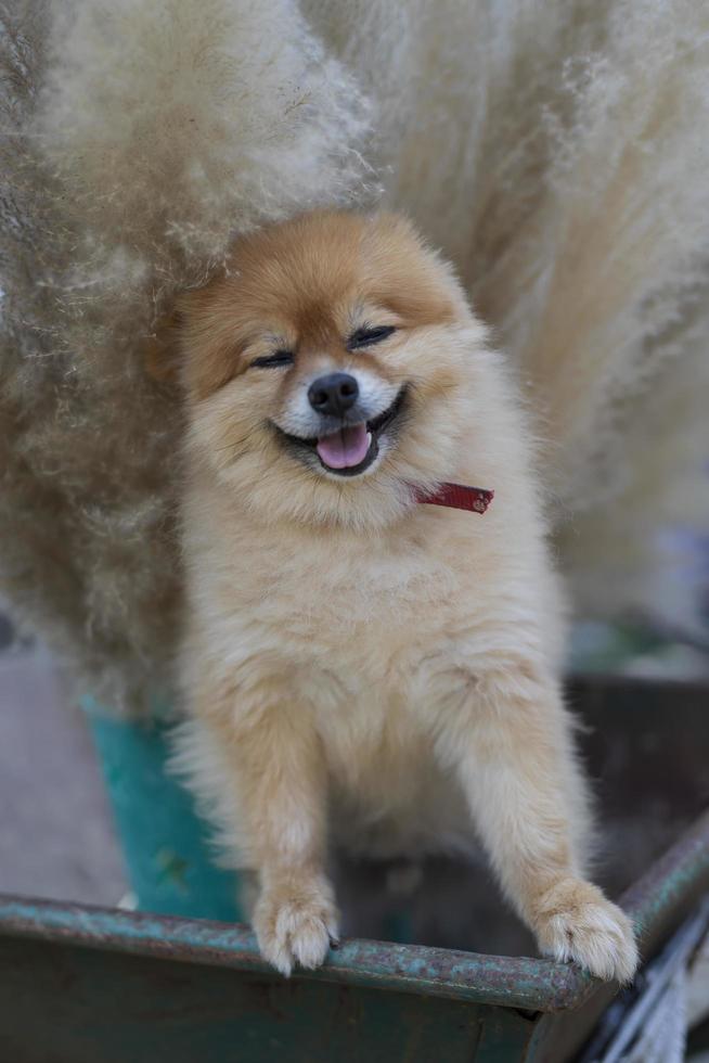 cachorro de perro pomerania foto