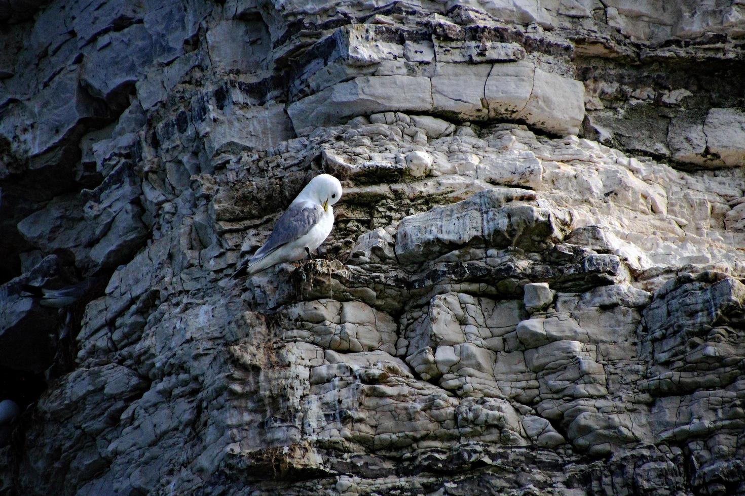 A view of a Gannet at Bempton Cliffs photo