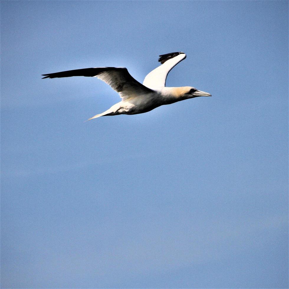 A view of a Gannet in flight at Bempton Cliffs photo