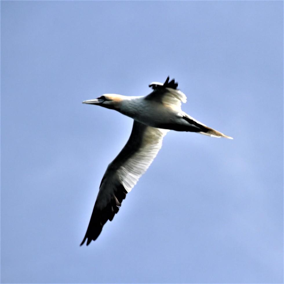 A view of a Gannet in flight at Bempton Cliffs photo