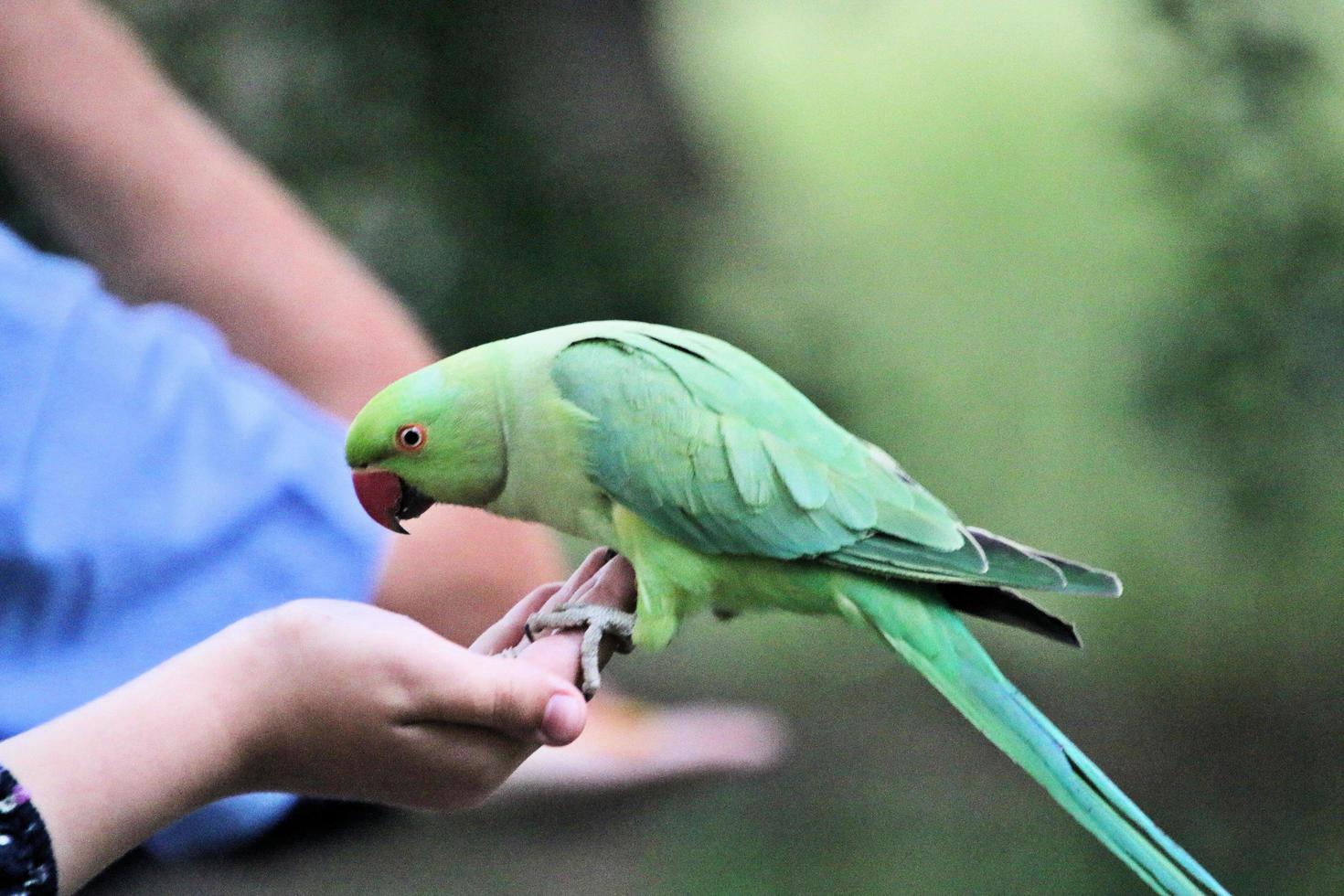 A close up of a Ring Necked Parakeet photo