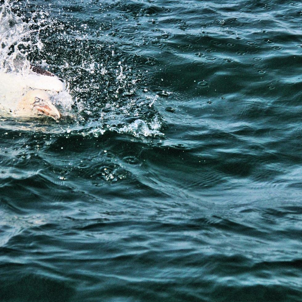 A view of a Gannet at Bempton Cliffs photo