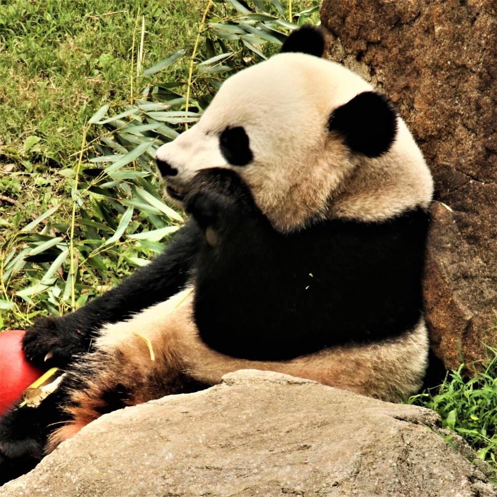 A close up of a Panda photo