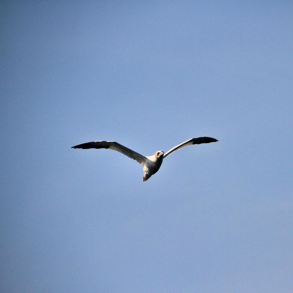 A view of a Gannet at Bempton Cliffs photo