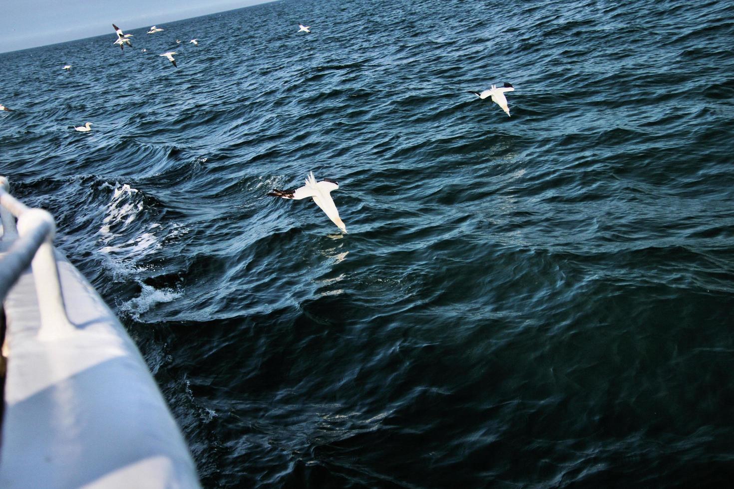 A view of a Gannet at Bempton Cliffs photo