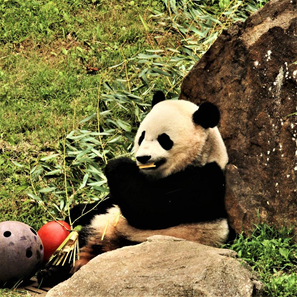 A close up of a Panda photo
