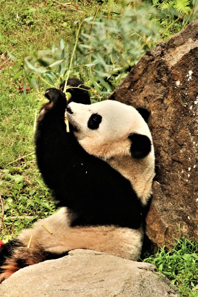 A close up of a Panda photo