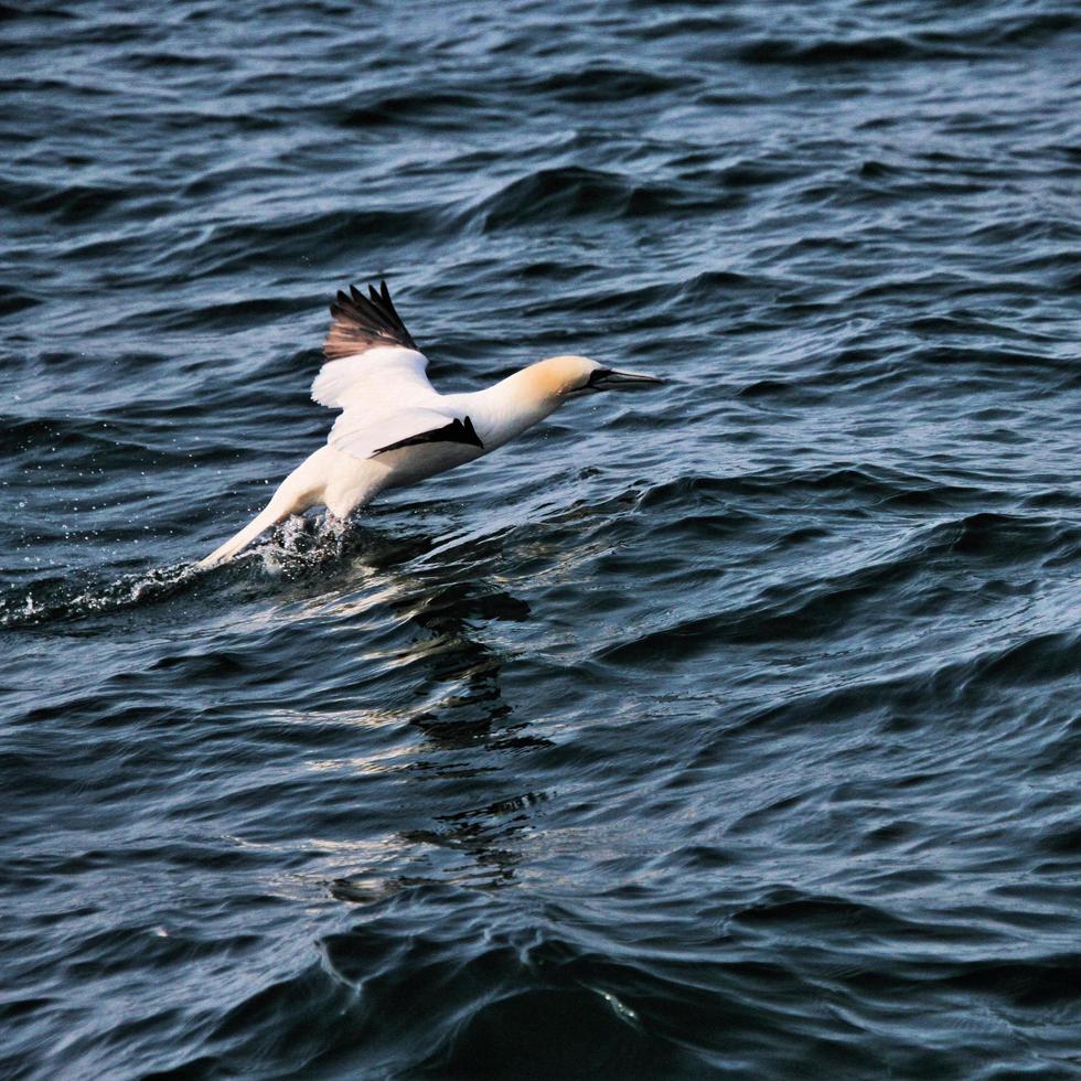 A view of a Gannet at Bempton Cliffs photo