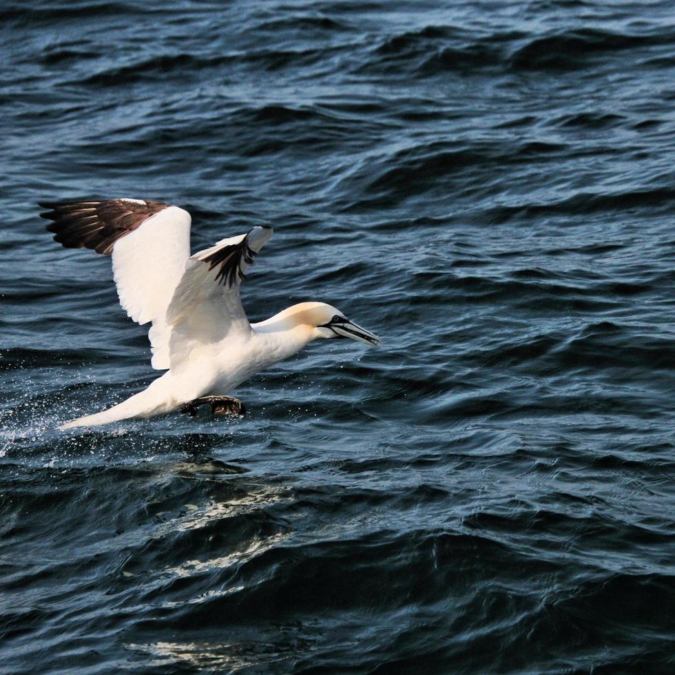 A view of a Gannet at Bempton Cliffs photo