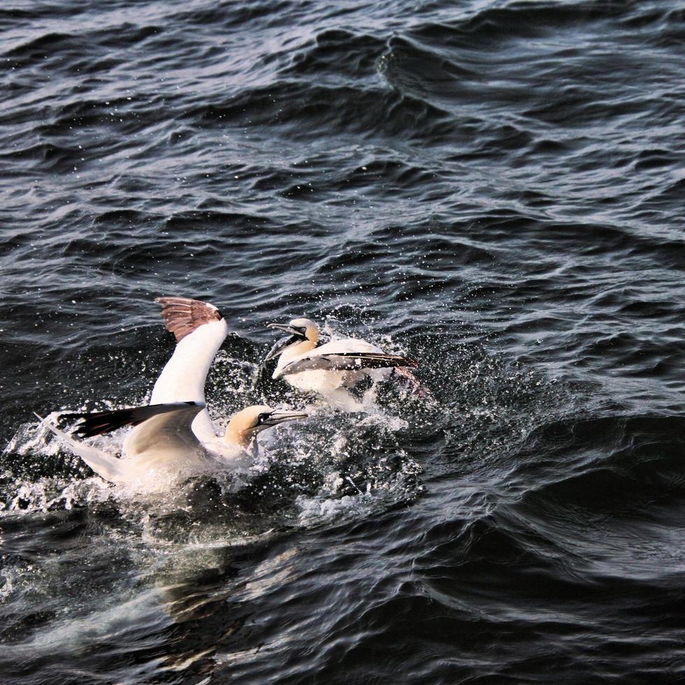 A view of a Gannet at Bempton Cliffs photo