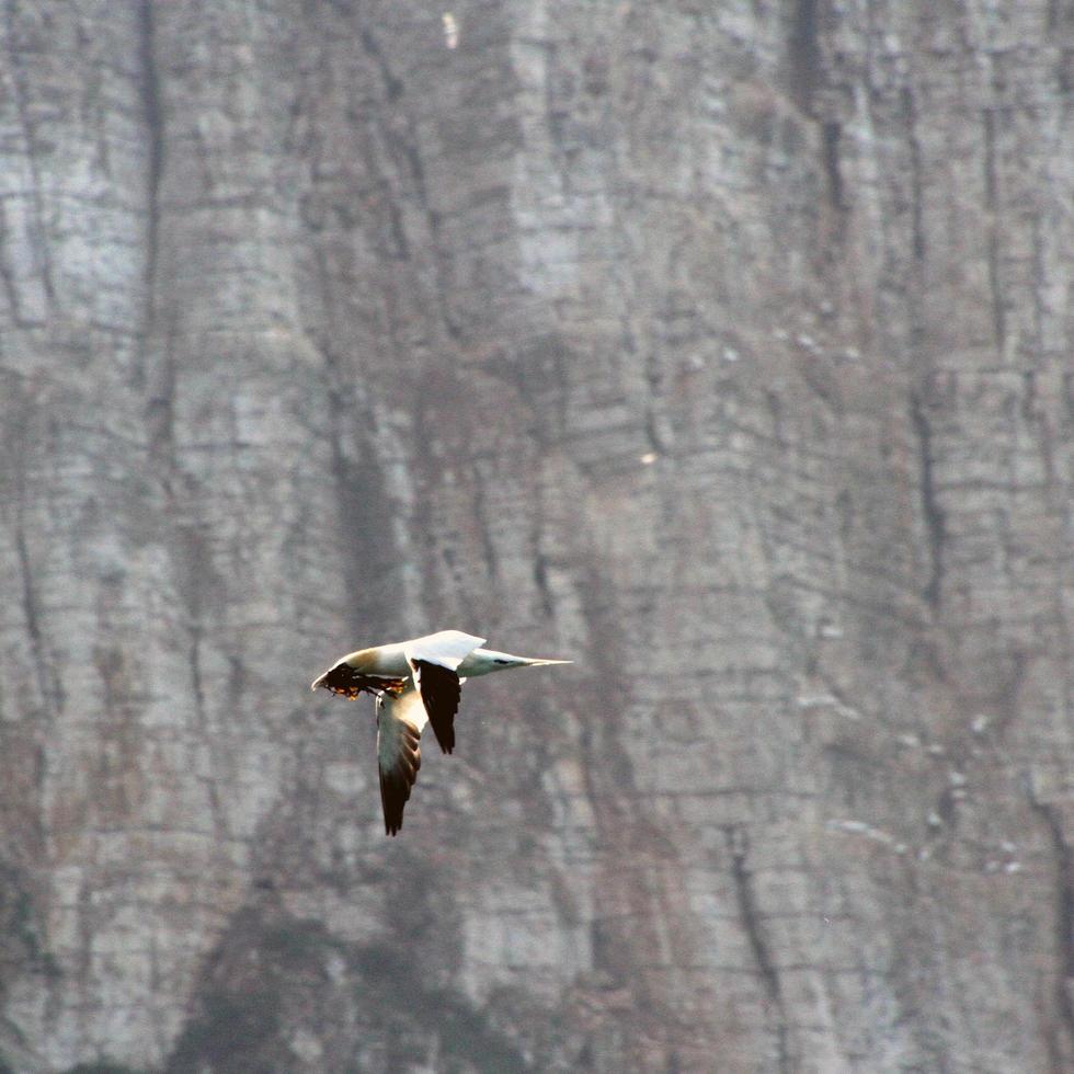 A view of a Gannet at Bempton Cliffs photo