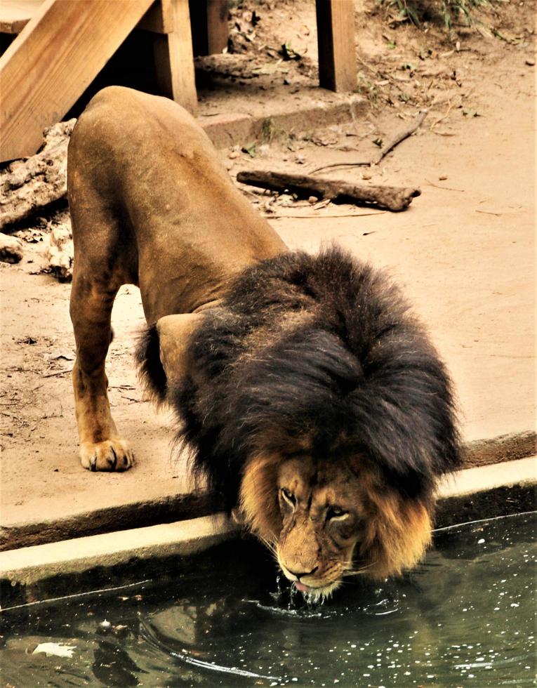 A close up of an African Lion photo