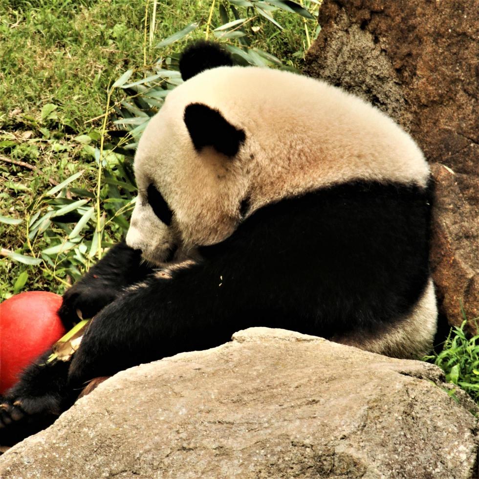 A close up of a Panda photo