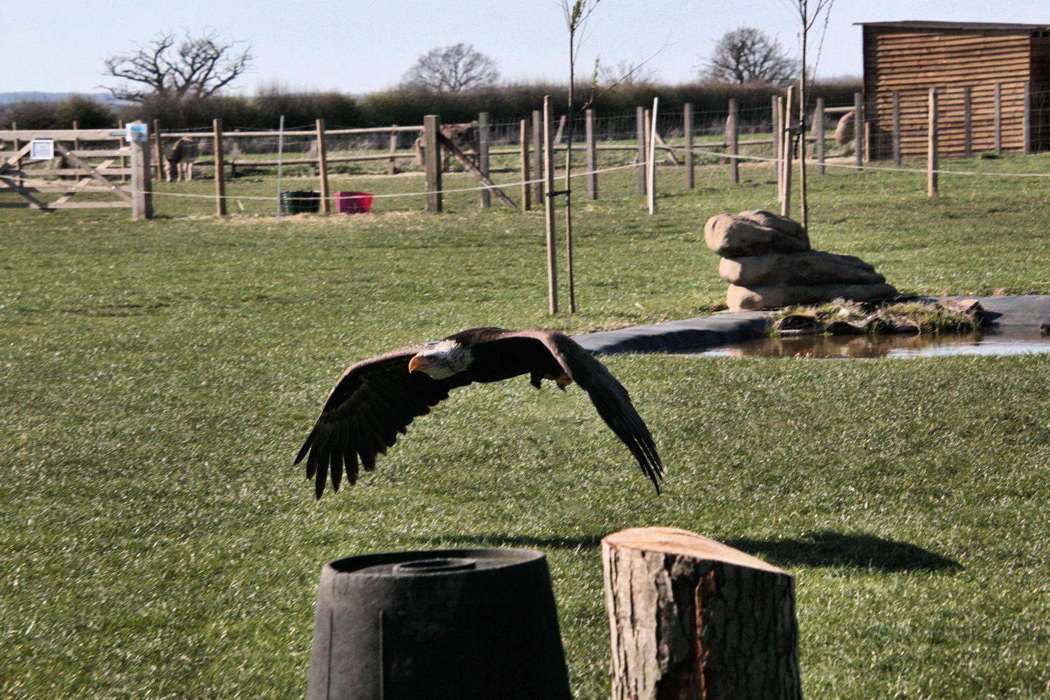 A view of a Bald Eagle in flight photo