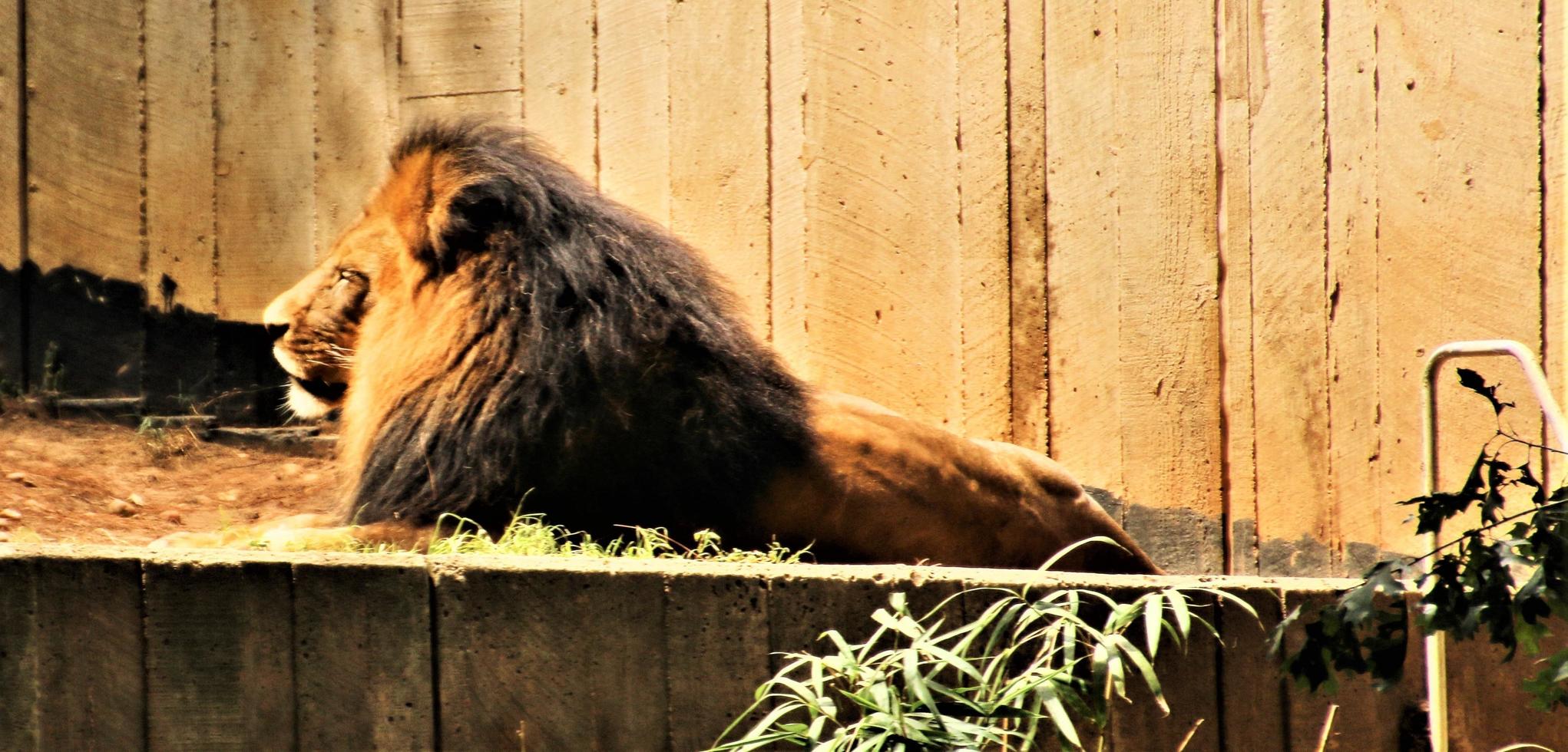 un primer plano de un león africano foto