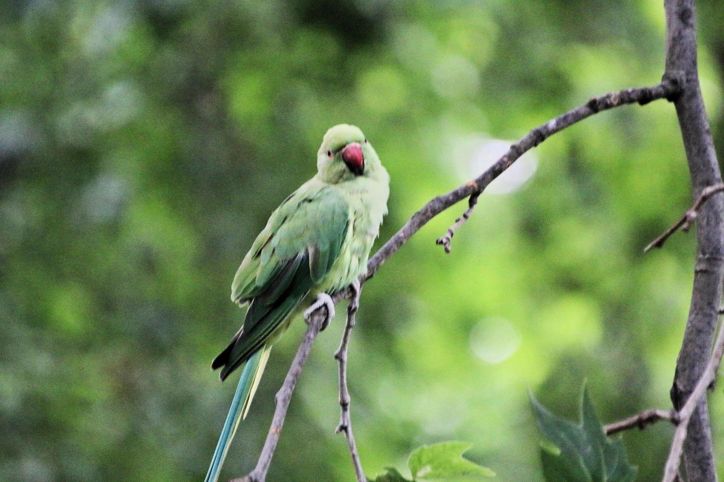 A close up of a Ring Necked Parakeet photo