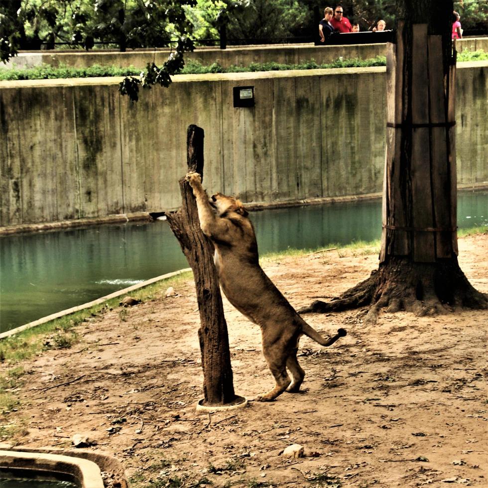 A close up of an African Lion photo
