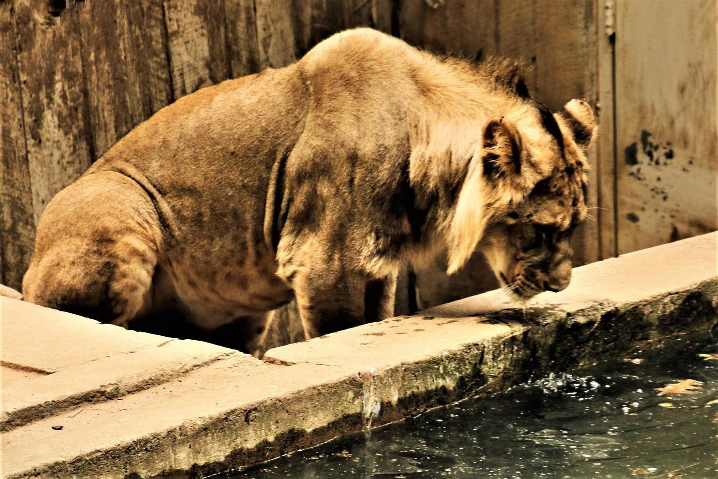 A close up of an African Lion photo