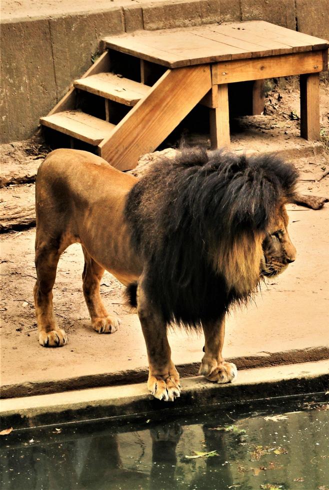 A close up of an African Lion photo