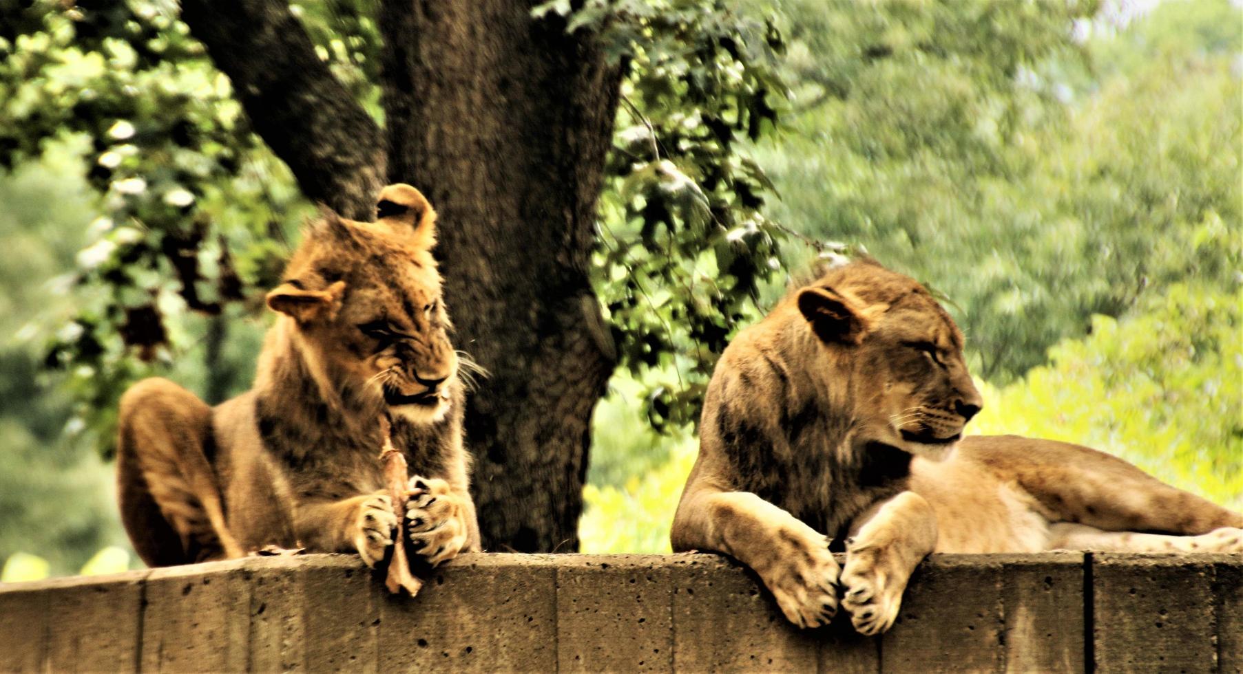 A close up of an African Lion photo