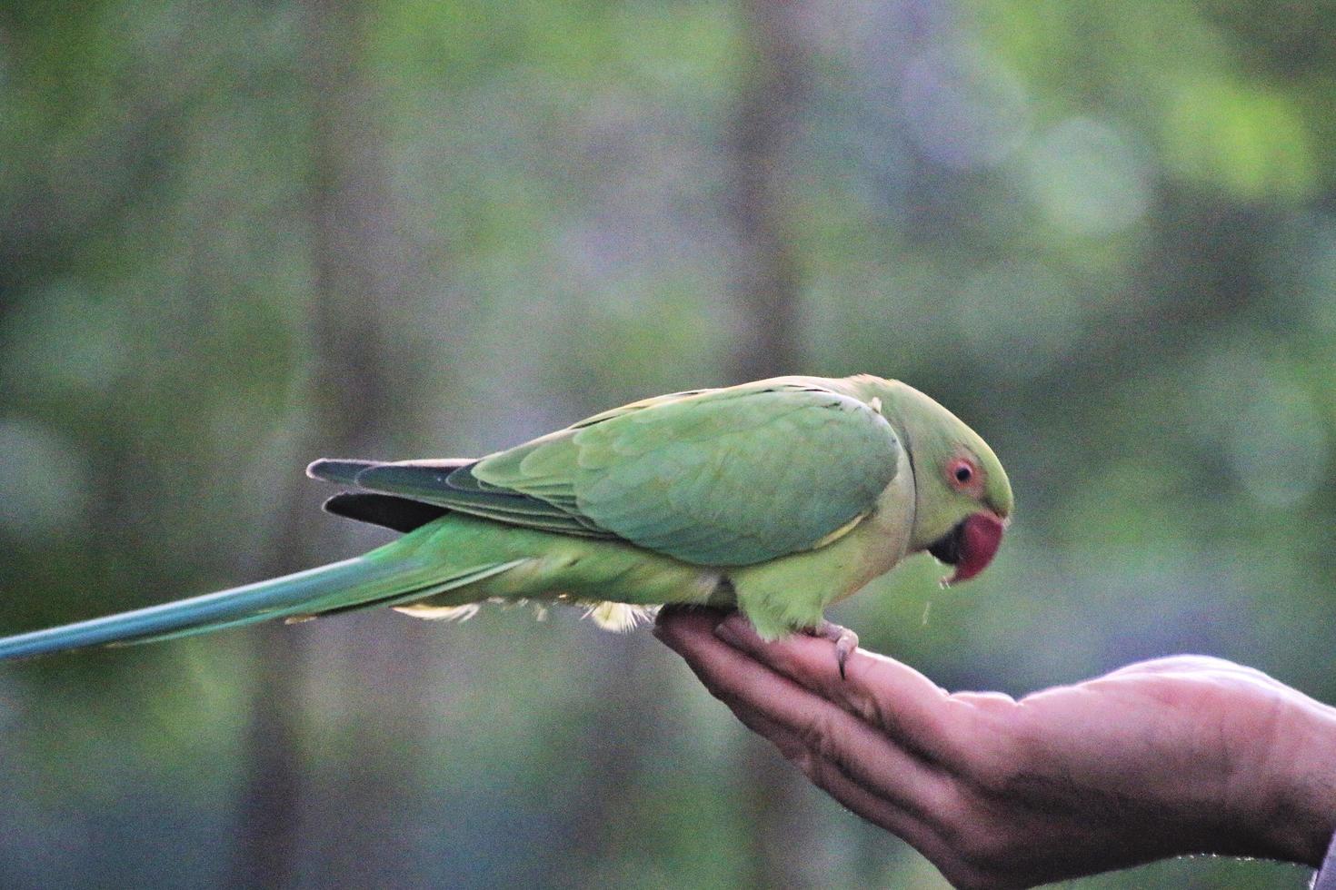 A close up of a Ring Necked Parakeet photo