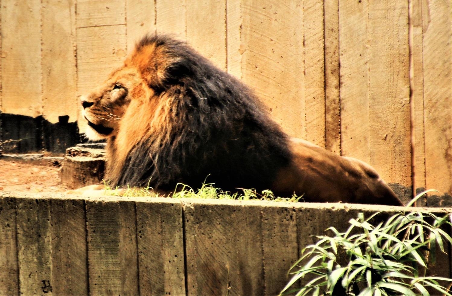 un primer plano de un león africano foto