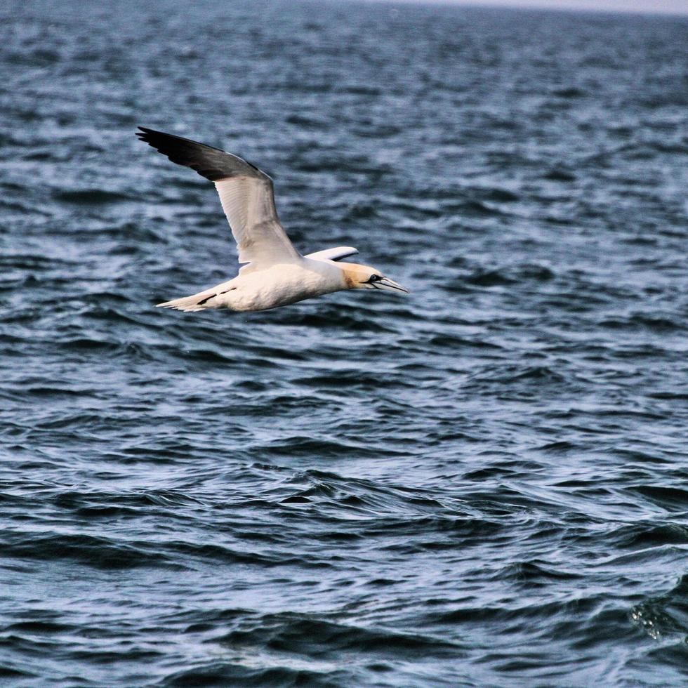 A view of a Gannet at Bempton Cliffs photo