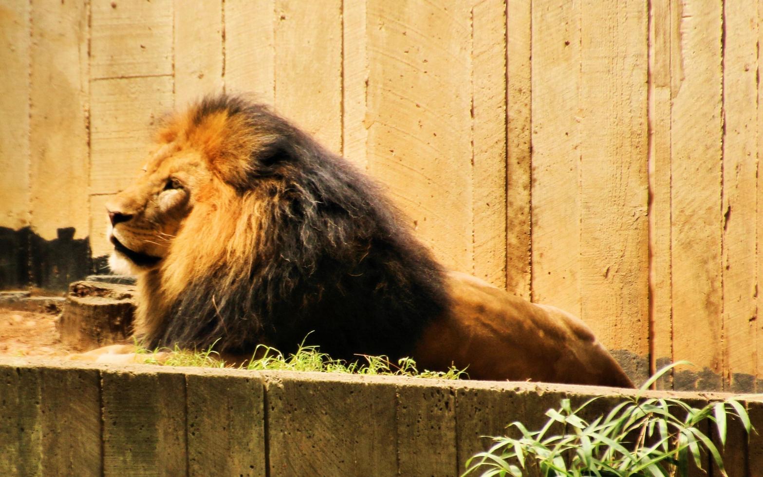 un primer plano de un león africano foto