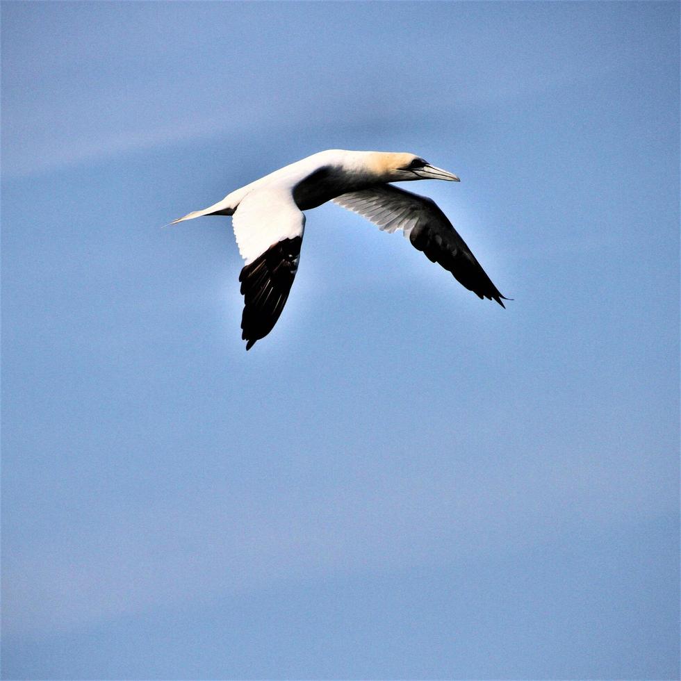 A view of a Gannet in flight at Bempton Cliffs photo