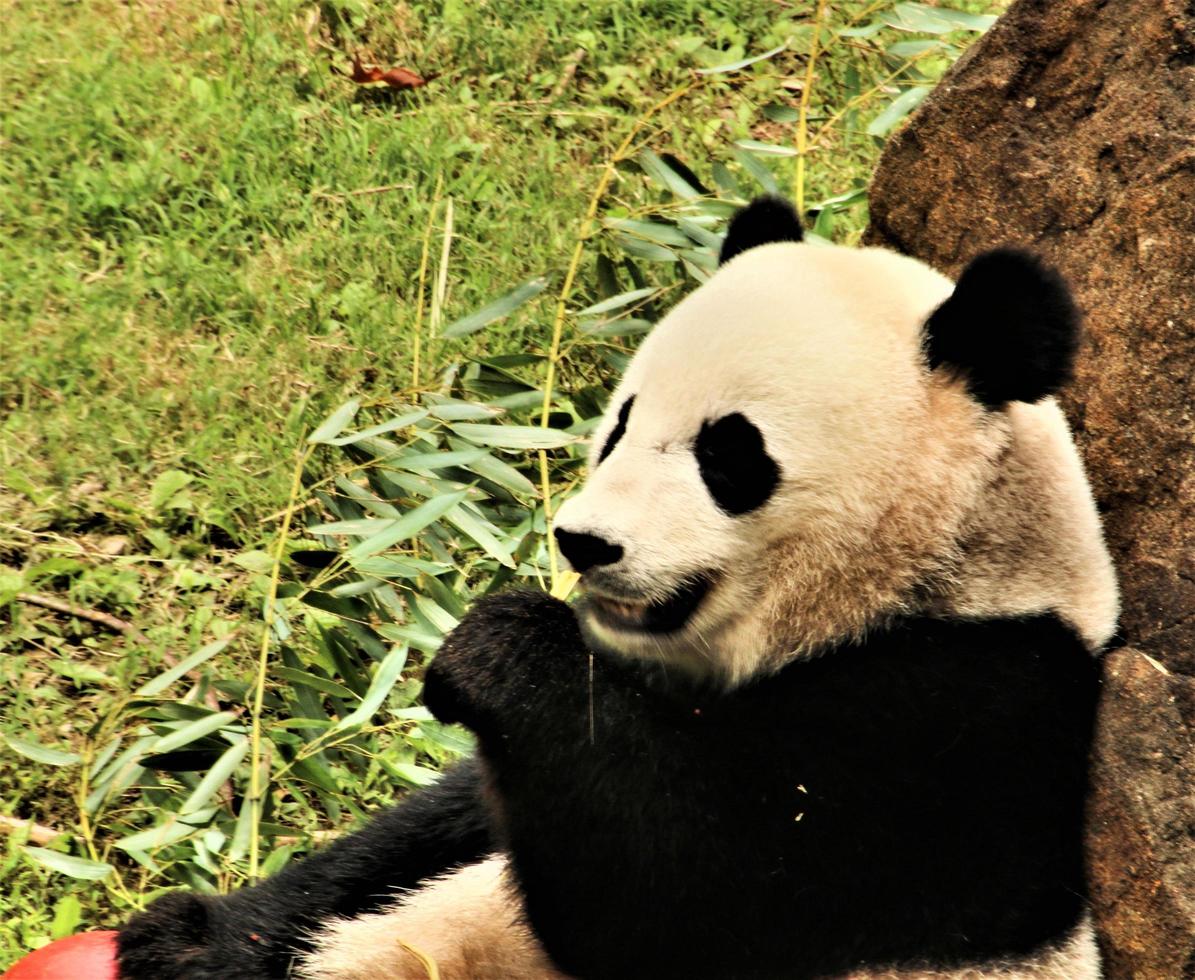 A close up of a Panda photo