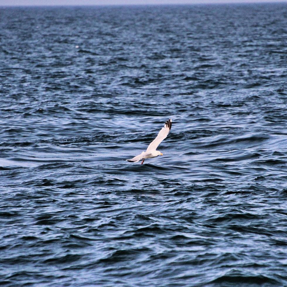 A view of a Gannet at Bempton Cliffs photo