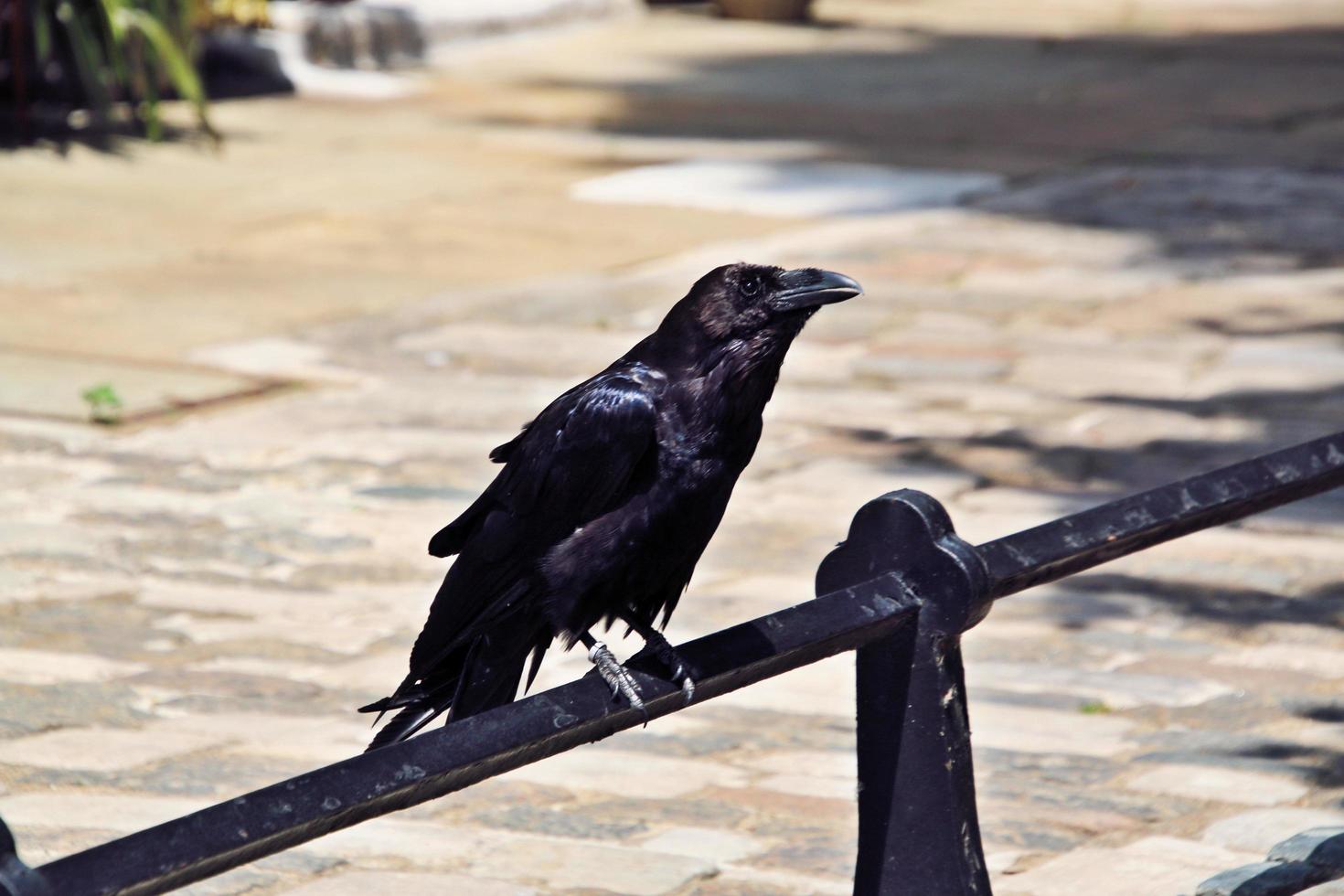 A close up of a Raven photo