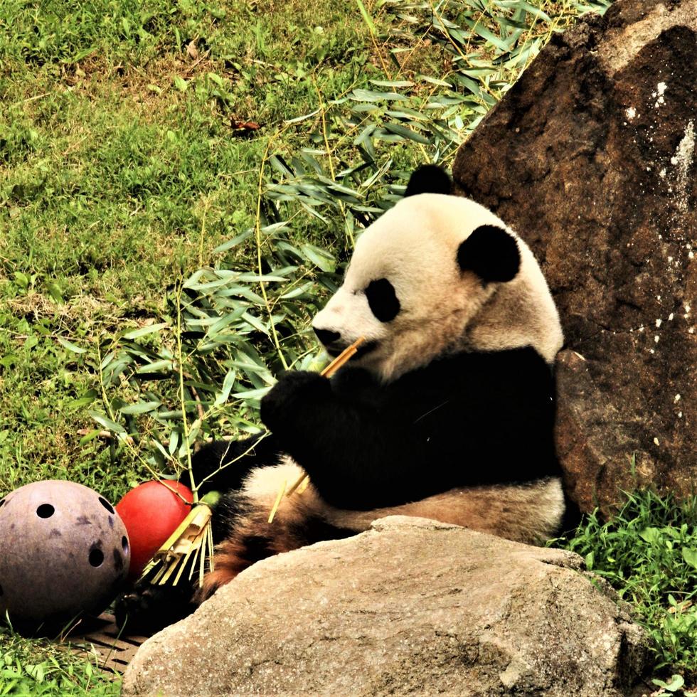 A close up of a Panda photo