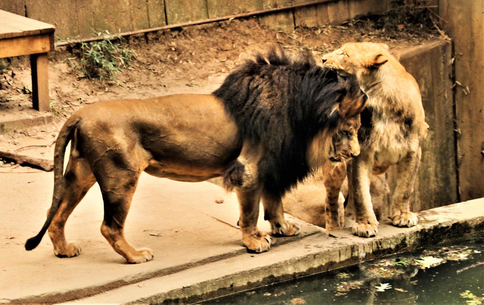 A close up of an African Lion photo