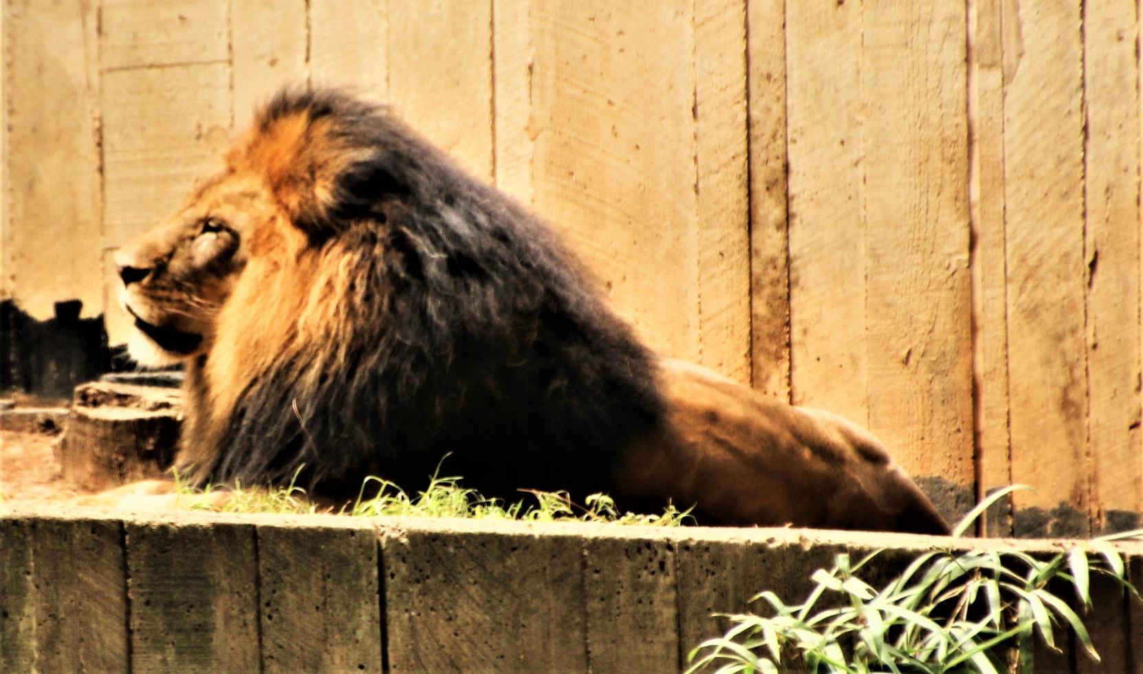 A close up of an African Lion photo